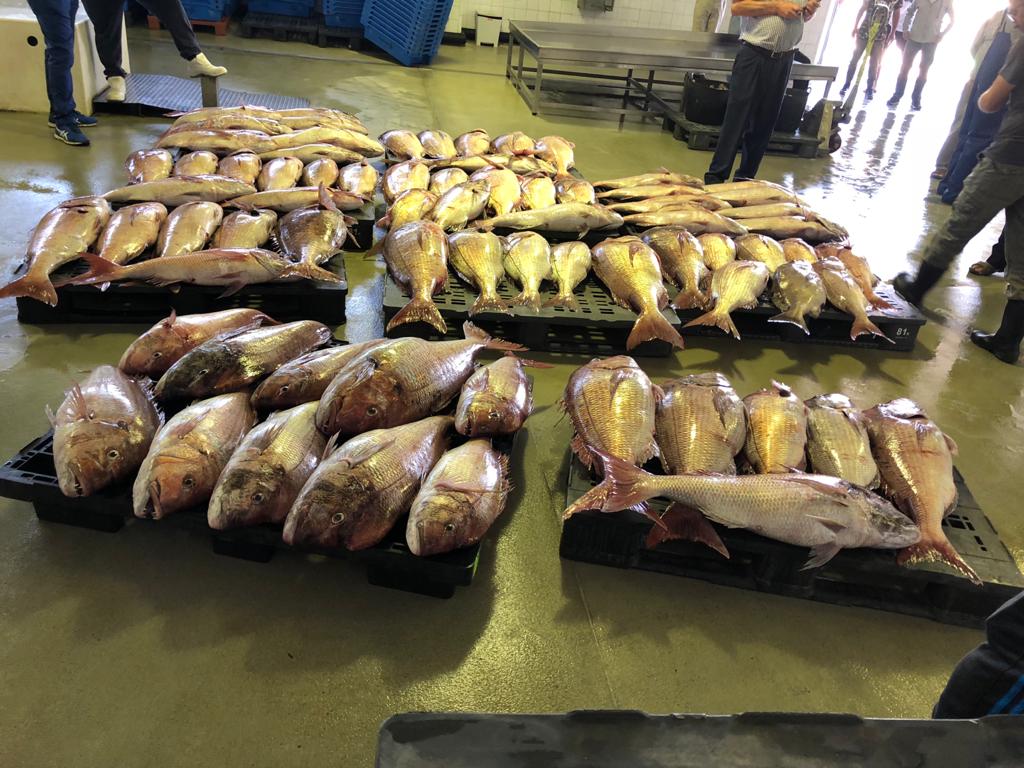 suministro de pescados y mariscos pesconil