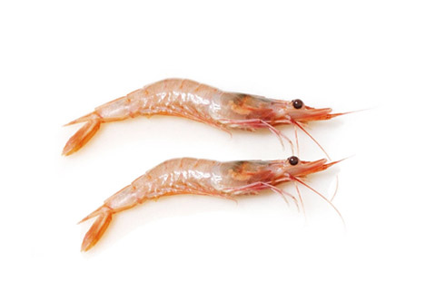 gambas blancas pesconil